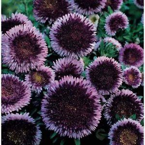 150 Blue Moon Aster Seeds Aster Callistephus Chinensis Pompon Asters 2 Fresh Garden