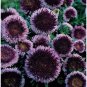 150 Blue Moon Aster Seeds Aster Callistephus Chinensis Pompon Asters 2 Fresh Garden