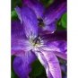New 50 Italian Clematis Seeds Clematis Viticella Vining Plants 2 Fresh Garden