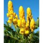 100 Emperor’S Candlestick Seeds Candlestick Senna Flower 2 Fresh Garden
