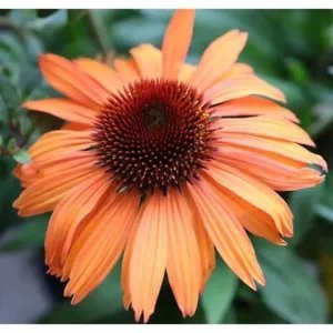 Rare 10 Prairie Blaze Orange Sunset Echinacea Seed Coneflower Flower 2 Fresh Garden