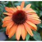 Rare 10 Prairie Blaze Orange Sunset Echinacea Seed Coneflower Flower 2 Fresh Garden