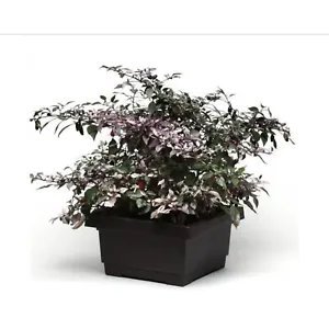 New 20 Calico Variegated Hot Pepper Seeds Trifetti Capsicum Annuum 2 Fresh Garden