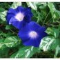 20 Variegated Foliage Sun Smile Blue Morning Glory Ground Cover Seeds 6 Fresh Garden