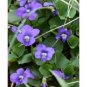 New 30 Native Violet Seeds Common Blue Violet Viola Sororia 2 Fresh Garden