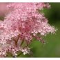 50 Queen Of The Prairie Seeds Filipendula Rubra 2 Fresh Garden