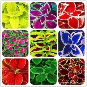 Heirloom 50 Coleus Seeds Beautiful Mix Color Flower Plant Fresh Garden