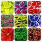 Heirloom 50 Coleus Seeds Beautiful Mix Color Flower Plant Fresh Garden
