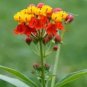 Gold Tropical Milkweed 100 + Seeds Asclepias Curassavica Fresh Garden