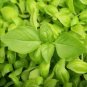 Organic Lemon Basil 100 Seeds Basilicum Pot Herb Thai Flower Fresh Garden