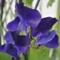 Royal Navy Blue Sweet Pea 25 Seeds Non Gmo Fresh Garden