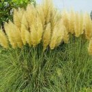 Yellow Pampas Grass Seeds Rare Unusual Stunning Flower 200 Seeds Fresh Garden