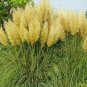 Yellow Pampas Grass Seeds Rare Unusual Stunning Flower 200 Seeds Fresh Garden