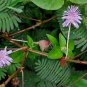 100 Mimosa Sensitive Plant Schrankia Uncinata Flower Seeds Fresh Garden