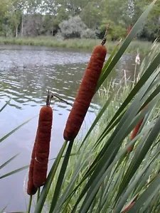 50 Cattails Cat Tails Typha Latifolia Water Pond Grass Flower Seeds Fresh Garden