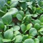 1500 Spinach Mustard Tendergreen Komatsuna Greens Brassica Rapa Vegetable Seeds Fresh Garden