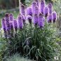 500 Purple Blazing Star Gayfeather Liatris Spicata Flower Seeds Fresh Garden
