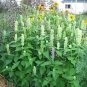 500 Giant Yellow Hyssop Agastache Nepetoides Herb Flower Seeds Fresh Garden