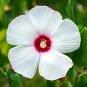 25 Luna White Hardy Hibiscus Moscheutos Flower Small Bush Seeds Fresh Garden