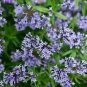 20 Blue Surprise Woodruff Asperula Orientalis Azura Herb Flower Seeds Fresh Garden