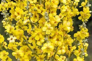 150 Yellow Verbascum Thapsus Common Mullein Flower Herb Seeds Fresh Garden