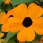 30 Black Eyed Susan Vine Thunbergia Alata Flower Seeds Fresh Garden