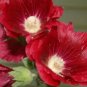 25 Dark Red Hollyhock Alcea Rosea Flower Seeds Perennial Fresh Garden