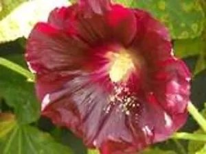 25 Maroon Red Hollyhock Alcea Rosea Flower Seeds Perennial Fresh Garden
