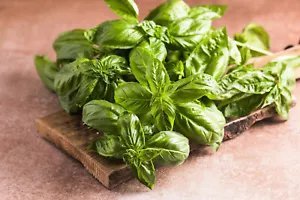 1500 Sweet Basil Ocimum Basilicum Herb White Flower Seeds Fresh Garden