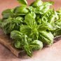 1500 Sweet Basil Ocimum Basilicum Herb White Flower Seeds Fresh Garden