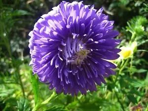 30 Duchess Dark Blue Paeony Aster French Peony Callistephus Flower Seeds Sh Fresh Garden