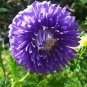 30 Duchess Dark Blue Paeony Aster French Peony Callistephus Flower Seeds Sh Fresh Garden