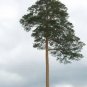 10 Red Japanese Pine Tree Korean Pinus Densiflora Evergreen Seeds Fresh Garden