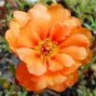 100 Orange Portulaca Moss Rose Portulaca Grandiflora Flower Seeds Fresh Garden