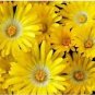 100 Gelato Yellow Ice Plant Mesembryanthemum Daisy Livingstone Flower Seeds Fresh Garden