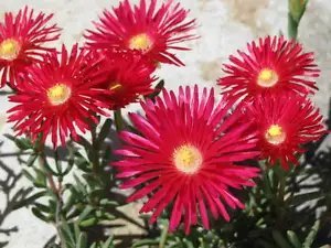 100 Gelato Bright Red Ice Plant Mesembryanthemum Daisy Livingstone Flower Seeds Fresh Garden
