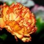 50 Orange Carnation Dianthus Caryophyllus Chabaud Flower Seeds Fresh Garden