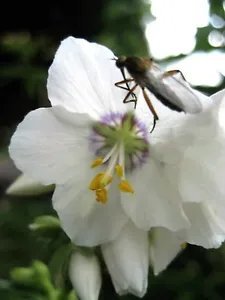 50 White Polemonium Caeruleum Jacob'S Ladder Flower Seeds Fresh Garden