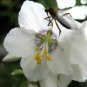 50 White Polemonium Caeruleum Jacob'S Ladder Flower Seeds Fresh Garden