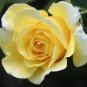 5 Yellow Rose Rosa Bush Shrub Perennial Flower Seeds Fresh Garden