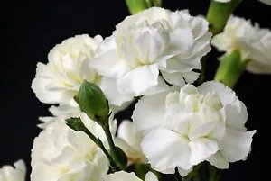 50 White Carnation Caryophyllus Grenadin Flower Seeds Fresh Garden