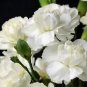 50 White Carnation Caryophyllus Grenadin Flower Seeds Fresh Garden