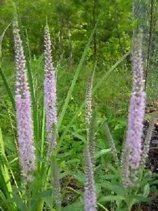 50 Light Pink Veronica Longifolia Spike Speedwell Flower Seeds Fresh Garden