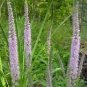 50 Light Pink Veronica Longifolia Spike Speedwell Flower Seeds Fresh Garden