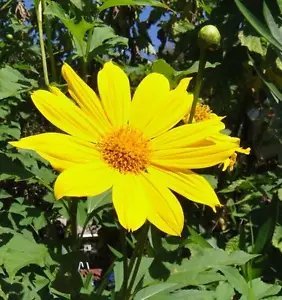 25 Yellow Torch Mexican Sunflower Tithonia Speciosa Flower Seeds Fresh Garden