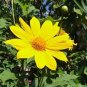 25 Yellow Torch Mexican Sunflower Tithonia Speciosa Flower Seeds Fresh Garden
