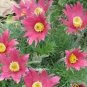 10 Red Anemone Pulsatilla Vulgaris Pasque Flower Seeds Fresh Garden
