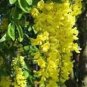 10 Golden Chain Tree Goldenchain Laburnum Anagyroides Seeds Fresh Garden