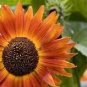 25 Indian Blanket Sunflower Helianthus Annuus Flower Seeds Fresh Garden