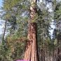 40 Giant Sequoia Sequoiadendron Giganteum Sierra Redwood Tree Seeds Fresh Garden